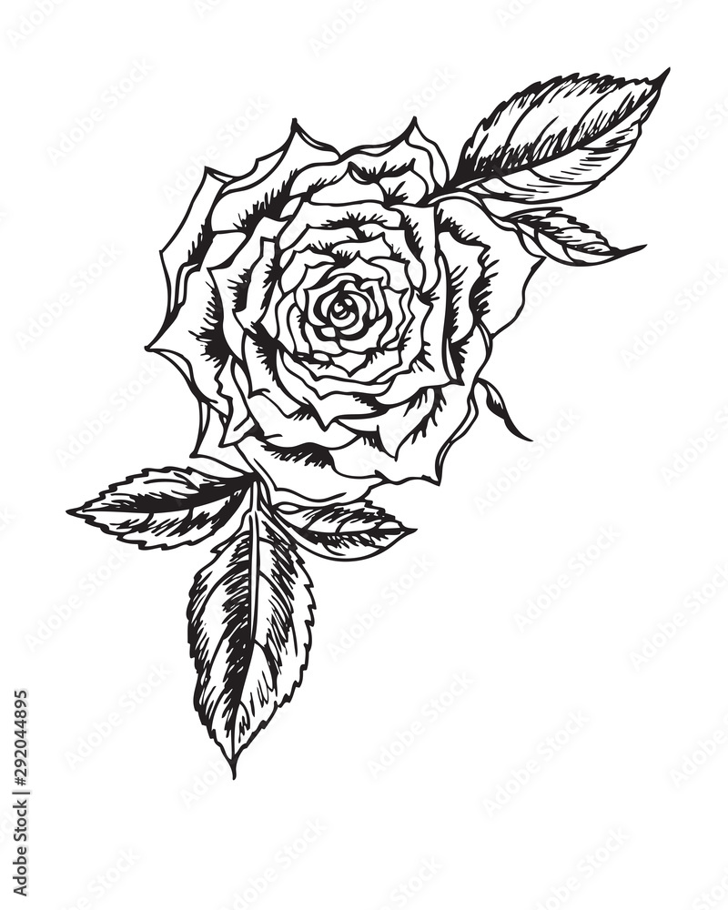 Rose, top view, black and white graphic drawing in retro style. Floral vector illustration with a rose. Rose, top view, black and white graphic drawing in retro style. Floral vector illustration with a rose.