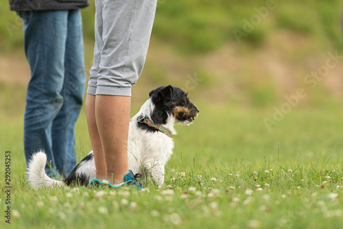 Fun and enjoy training with a little Jack Russell Terrier. Owner and dog in the park while working.