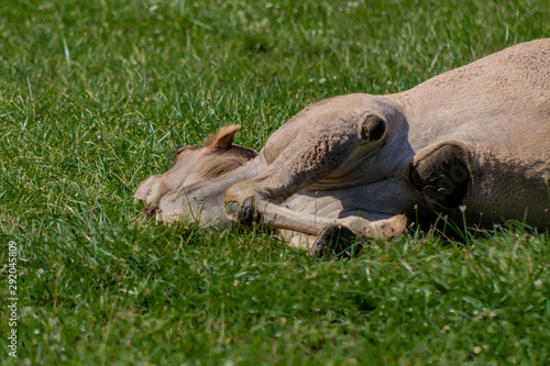 camel relaxing in a green grass meadow