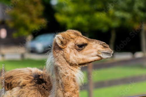 camel relaxing in a green grass meadow