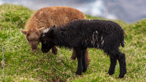 Photography Lambs