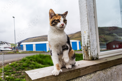 Photography Fareose cat