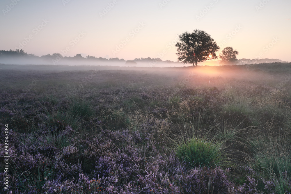 beautiful misty sunrise over blossoming heather in summer beautiful misty sunrise over blossoming heather in summer