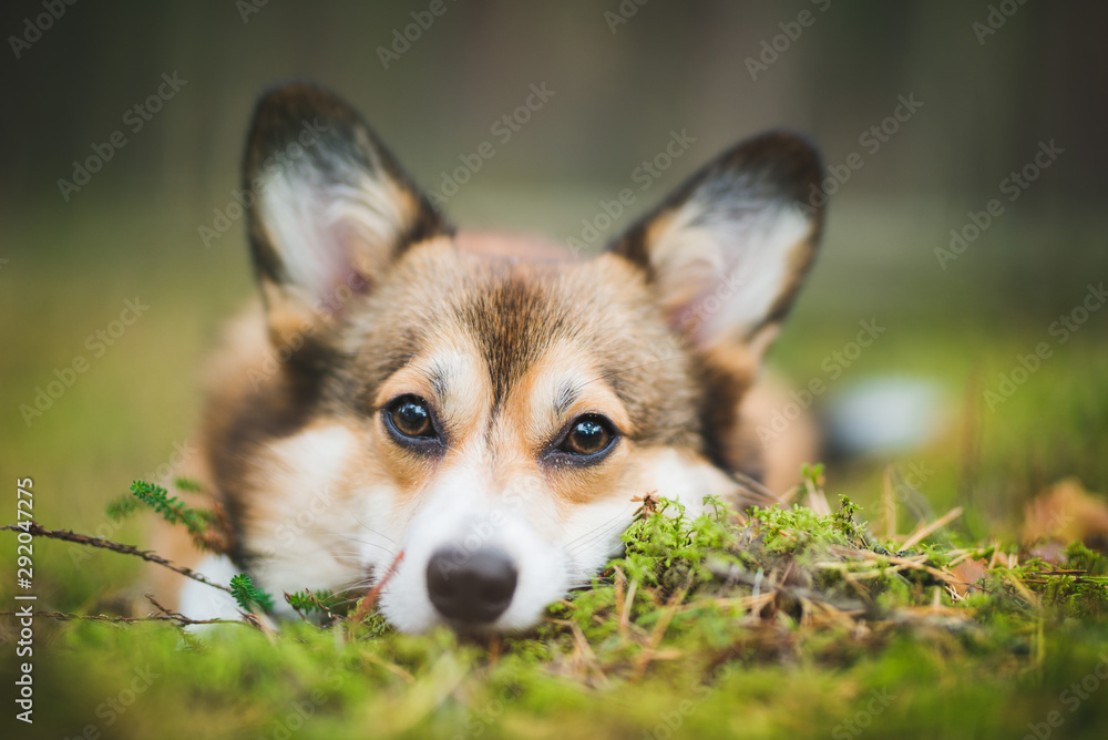 Welsh corgi pembroke cute sable dog autumn color portraits, on the moss