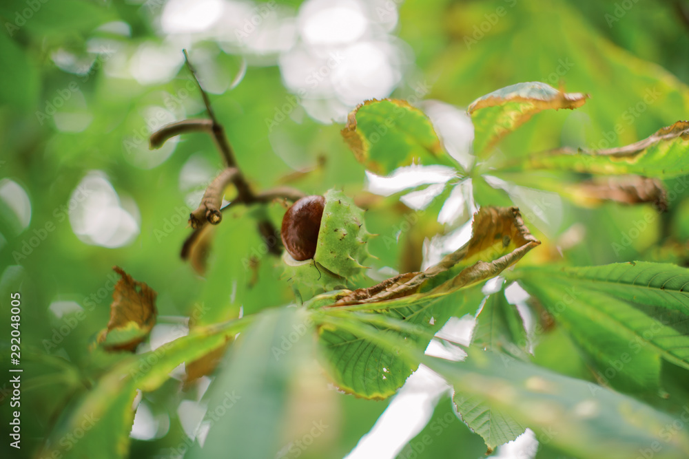 Autumn chestnuts. Chestnuts fallen from rain and autumn. Autumn chestnuts. Chestnuts fallen from rain and autumn.