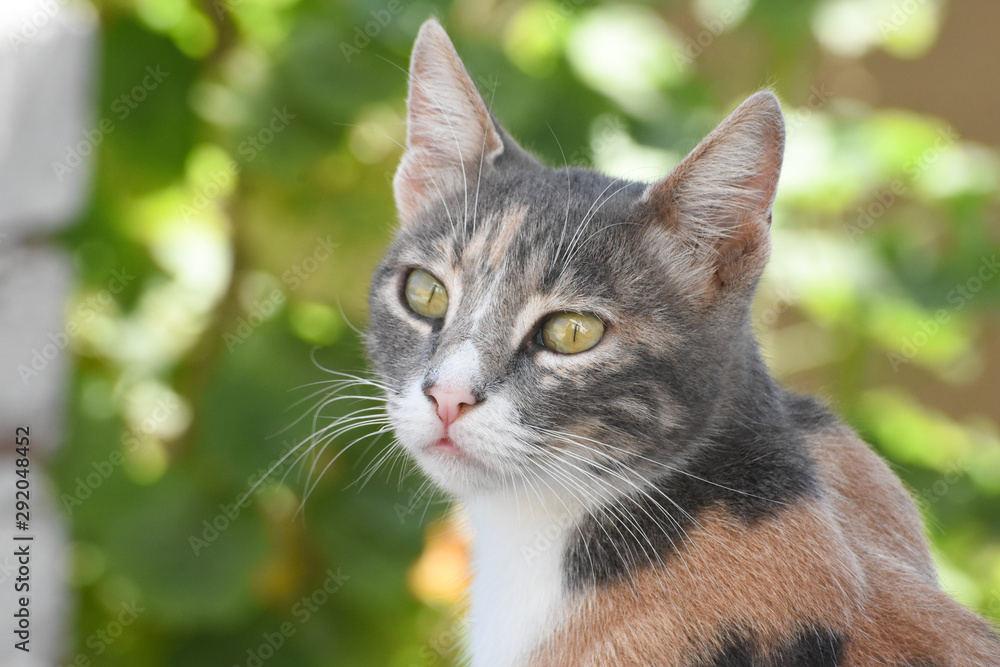 portrait of a cat in front of green background. portrait of a cat in front of green background.