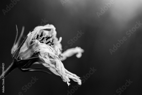 shriveling wild flower black and white monochrome close up photo