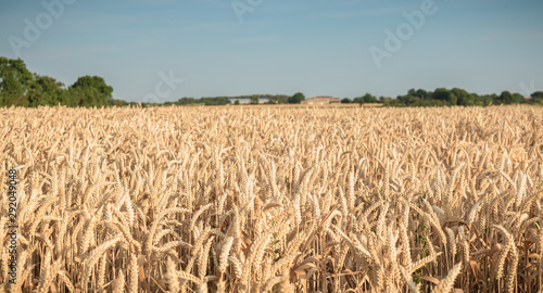 wheat field matured just before the harvest