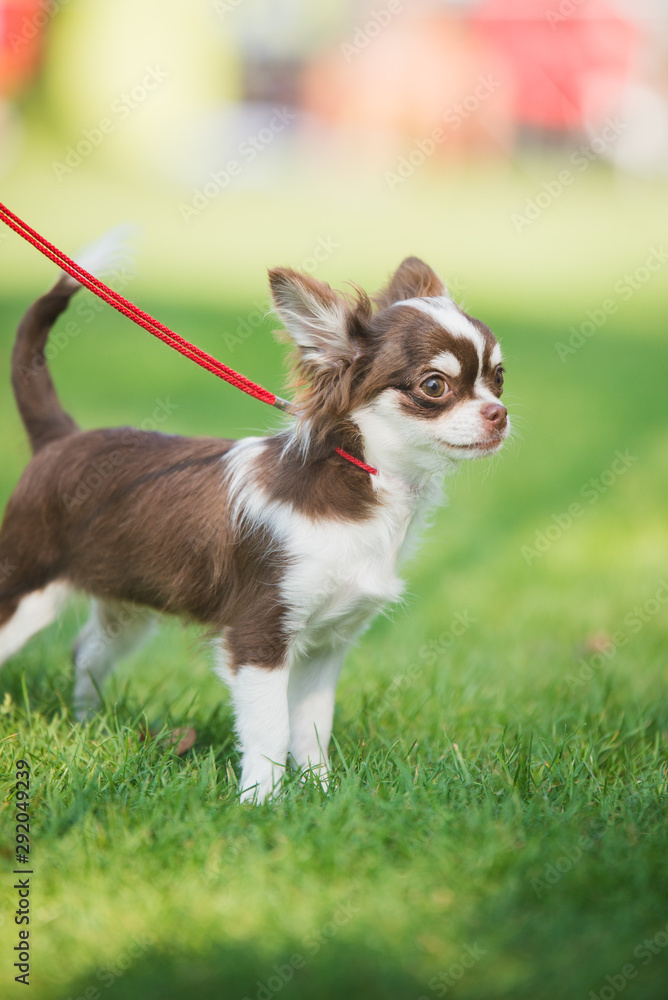 black and chocolate chihuahua puppy on a green grass portrait