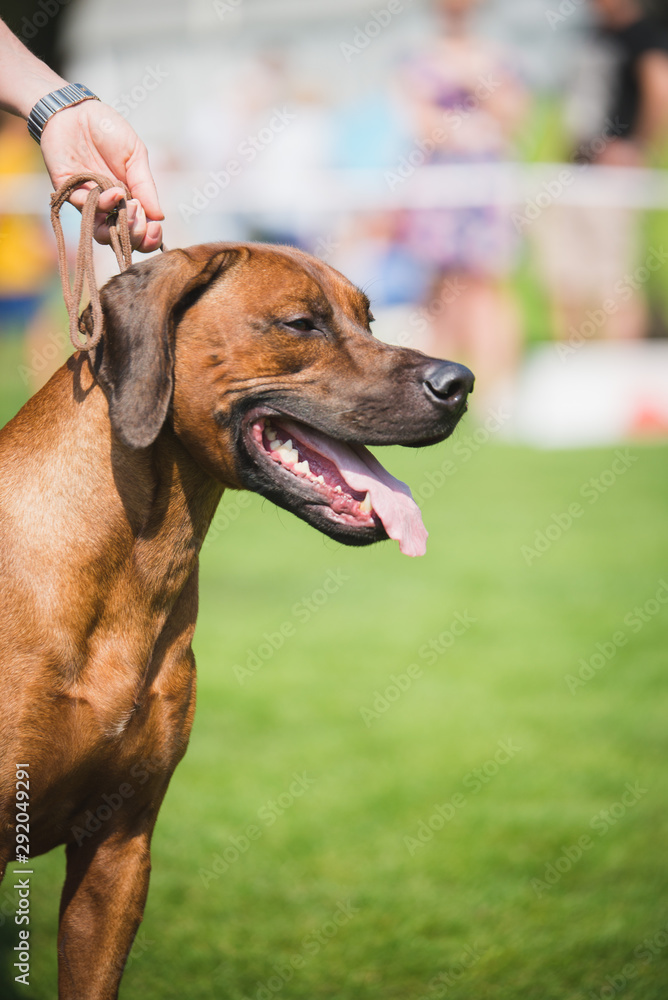 rhodesian ridgeback portait , head close u, during a dog show