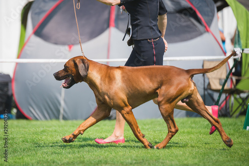 Canvas Print rhodesian ridgeback portait , on the move, during a dog show