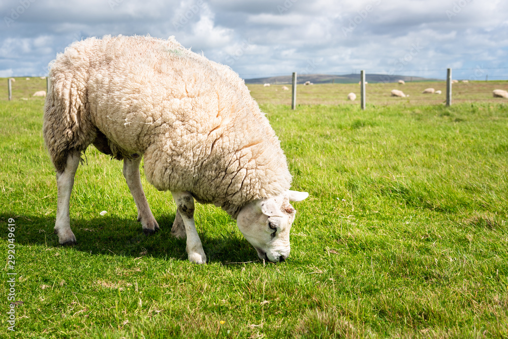 Sheep grazing in a grassy fenced field on a sunny spring day Sheep grazing in a grassy fenced field on a sunny spring day