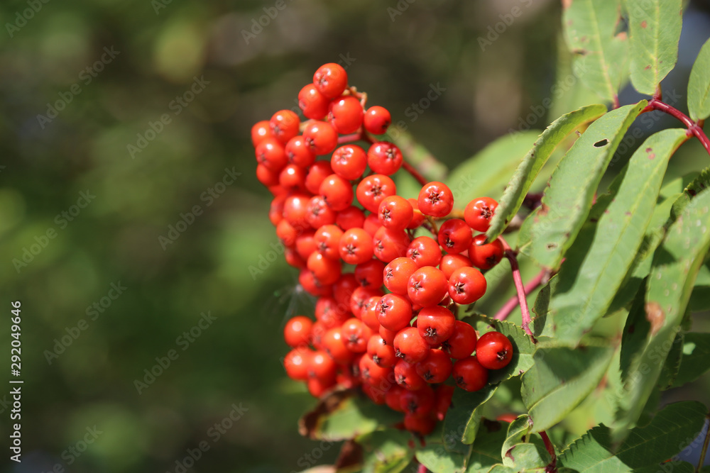 Cluster of mountain ash red berries in autumn
