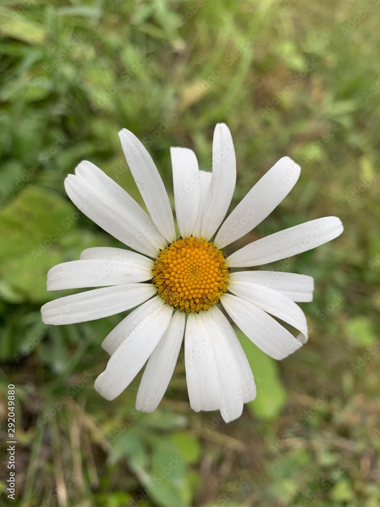 Fototapeta premium chamomile in the grass