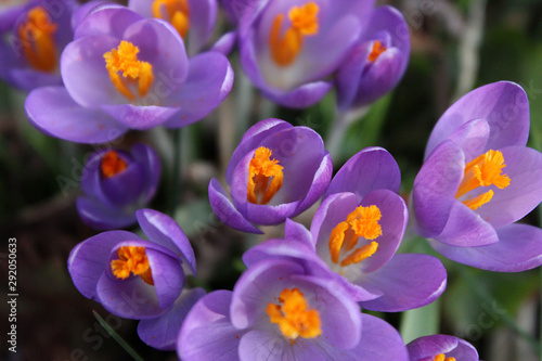 Bunch of Crocus