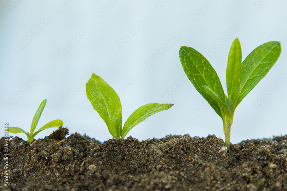 Fototapeta premium young plant or tree growth sequence