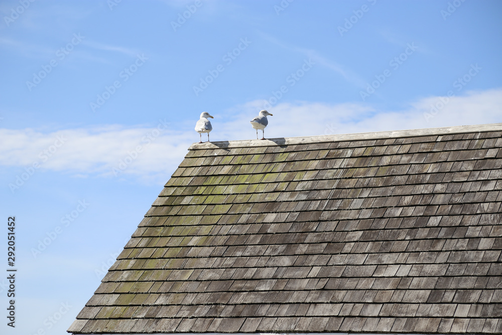 Seagulls on an old roof with blue sky