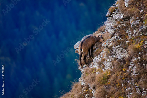 chamois wild goat in mountain landscape eating grass