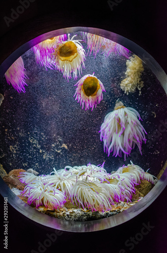 Jellyfish in an aquarium tank in Cretaquarium Crete photo