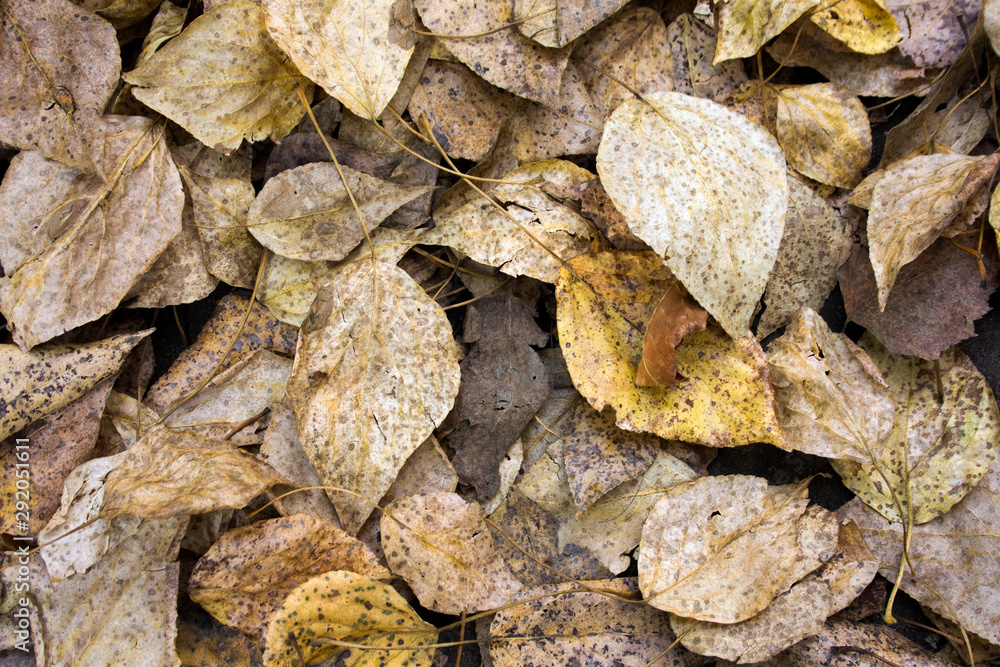 foliage background