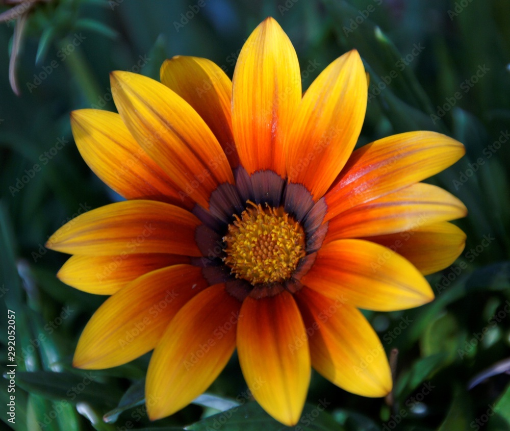 Fototapeta premium fire flower 2