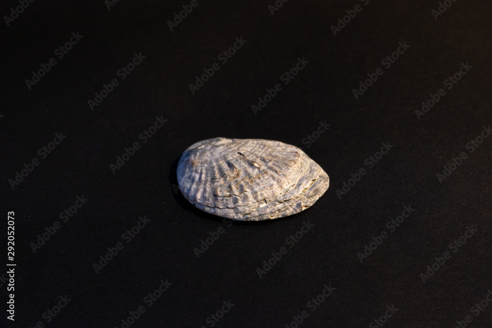 Naklejka premium closeup of a seashell on a black background