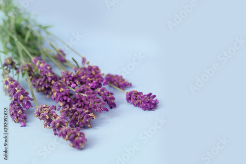 Fototapeta Naklejka Na Ścianę i Meble -  bouquet of fragrant lilac lavender on a blue background, festive concept, aromatherapy, close-up, copy space