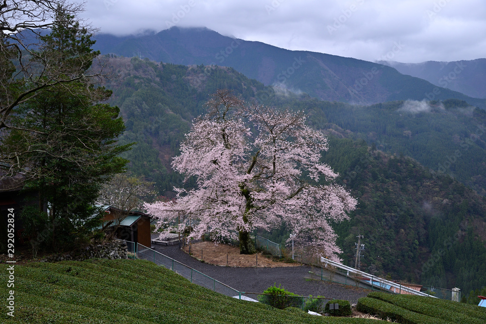 天空の桜、天空のエドヒガン