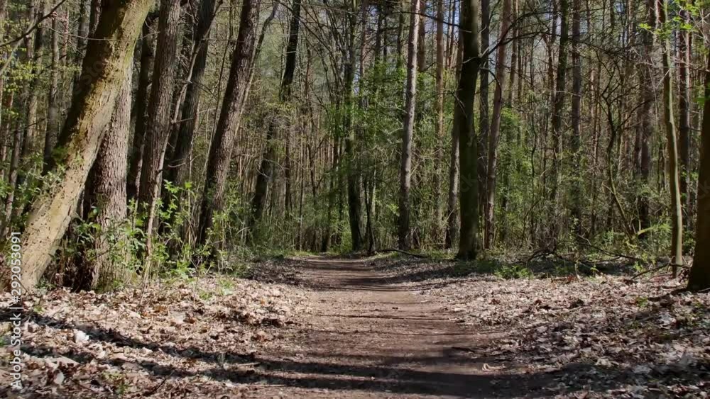 Person riding bike in the forest. Smooth flycam/gimbal shot of sport activity. Person riding bike in the forest. Smooth flycam/gimbal shot of sport activity.