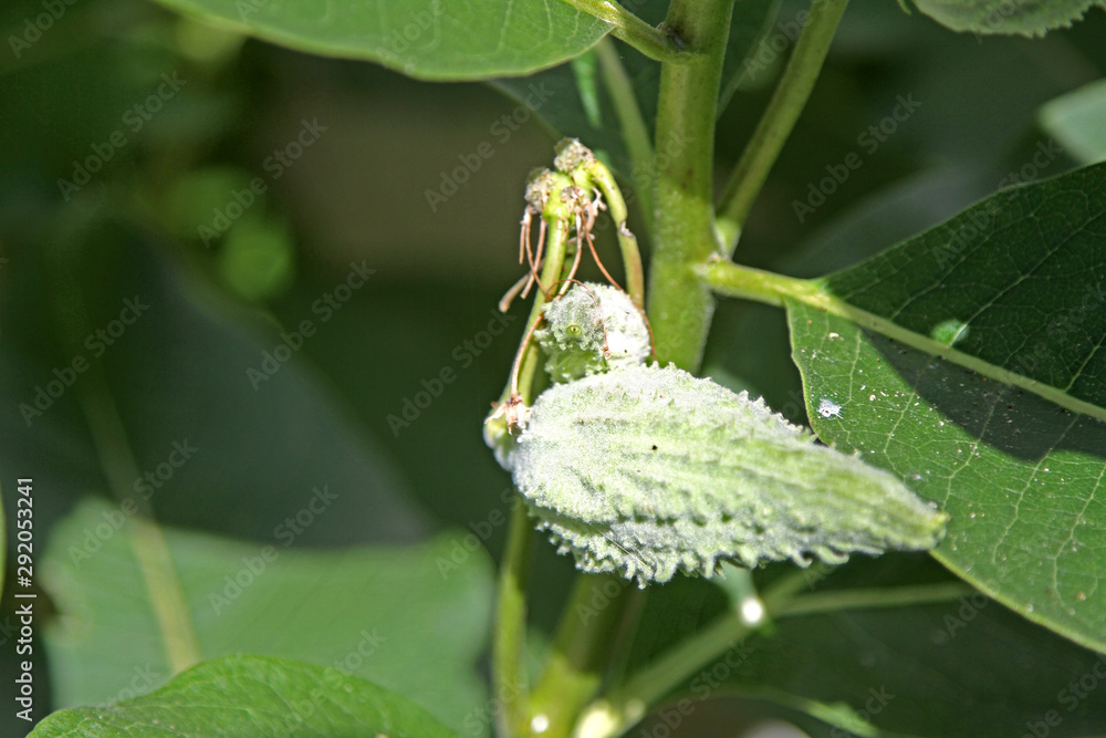 Invasive milkweed, an Asclepias plant with closed pod Invasive milkweed, an Asclepias plant with closed pod