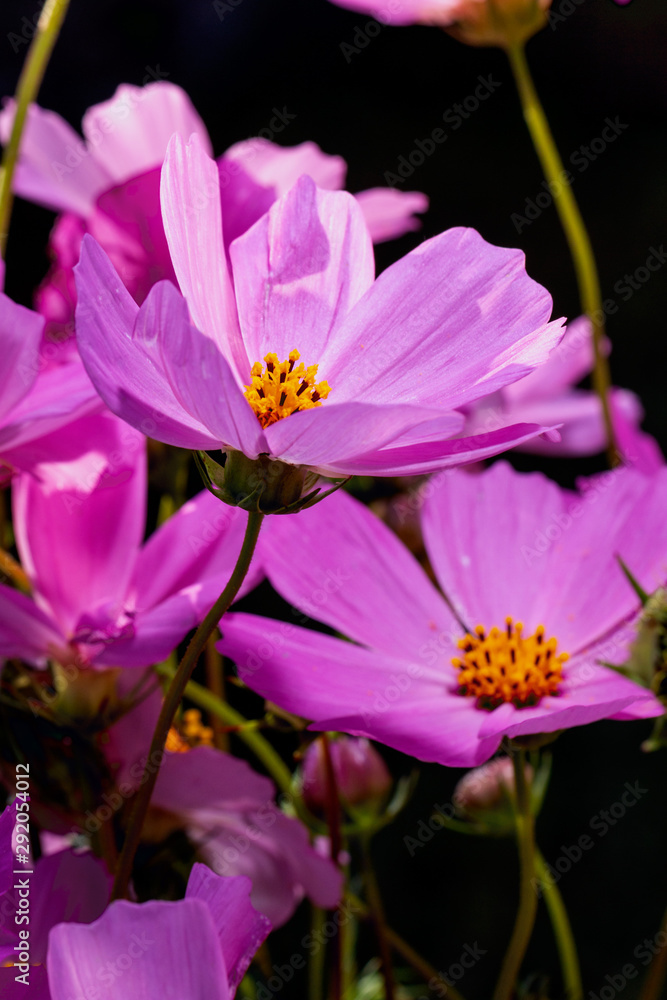 Fototapeta premium fotografia macro de grupo de flores moradas
