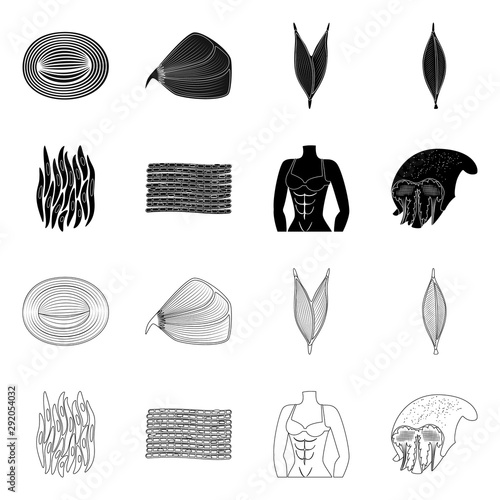 Vector design of fiber and muscular symbol. Set of fiber and body vector icon for stock.
