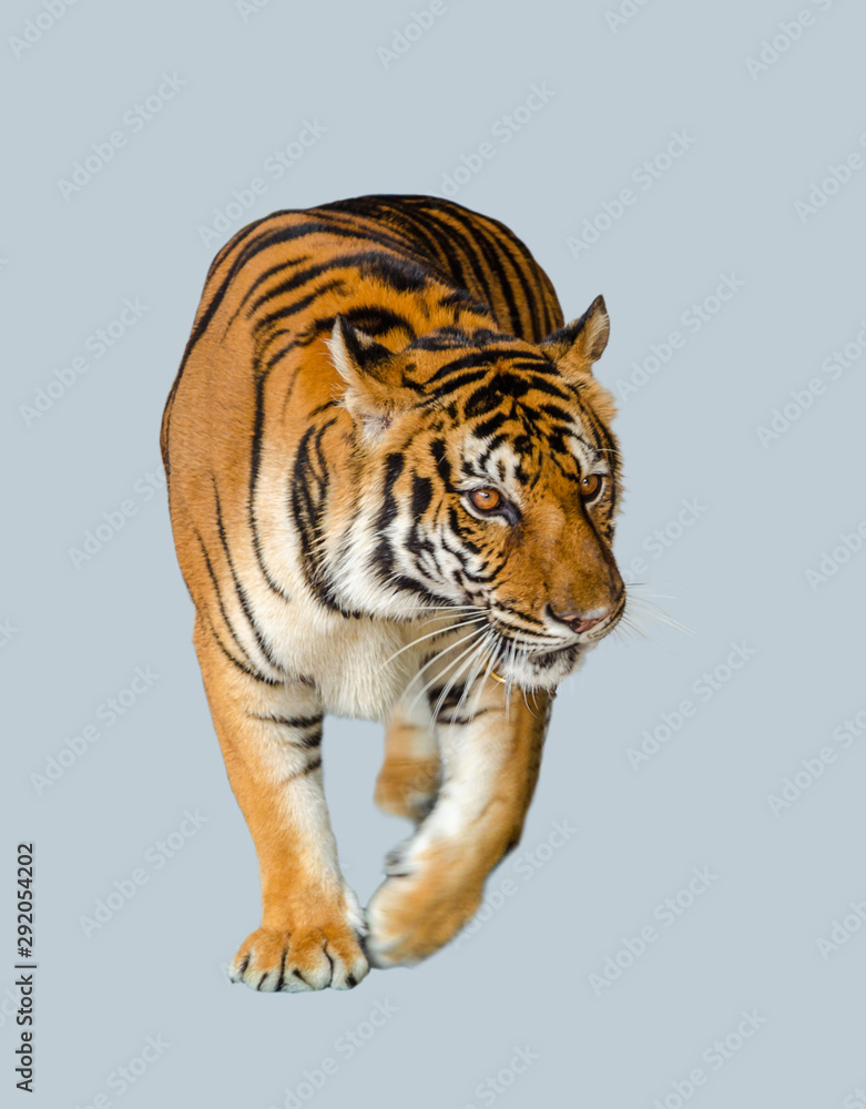 Obraz premium Bengal Tiger isolared on white
