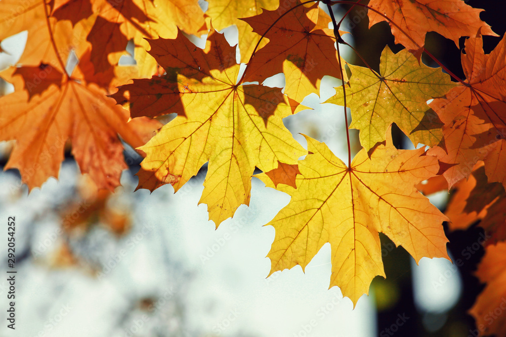 Goldener Herbst Goldener Herbst