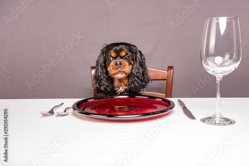 A cute dog makes a funny, angry face like she's starving and demanding food, while sitting at a nice table. Cavalier King Charles Spaniel breed. photo