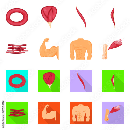 Vector design of fiber and muscular icon. Set of fiber and body stock vector illustration.