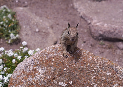 Squirrel coming over rock photo