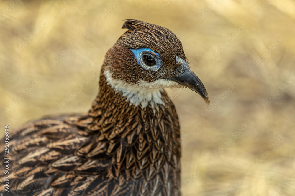 The female Himalayan monal (Lophophorus impejanus) ,national bird of Nepal. In Nepal, it is known as danphe.Picture from ZOO. The female Himalayan monal (Lophophorus impejanus) ,national bird of Nepal. In Nepal, it is known as danphe.Picture from ZOO.