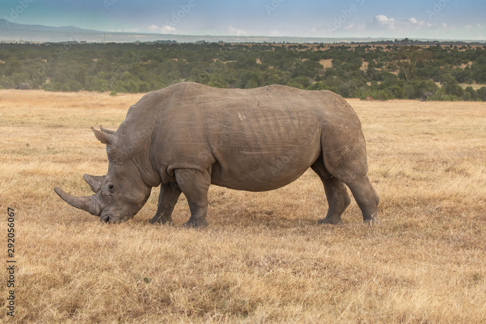 Fototapeta premium White Rhino Grazing, Ol Pejeta Conservancy, Kenya, Africa