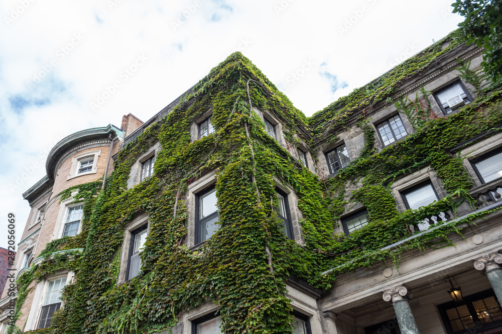 Brick and stone residential and office buildings covered in green ivy, horizontal aspect