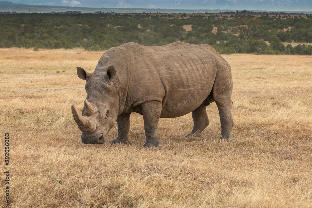 Fototapeta premium White Rhino Grazing on the Savanna, Ol Pejeta Conservancy, Kenya, Africa