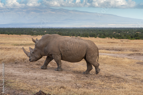 Adult White Rhino Striding Across the Savanna, Ol Pejeta Conservancy, Kenya, AFrica