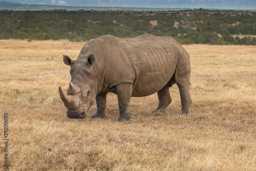 White Rhino Grazing on the Savanna, Ol Pejeta Conservancy, Kenya, Africa