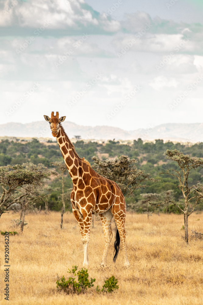 Obraz premium Reticulated Giraffe in Ol Pejeta Conservancy, Kenya
