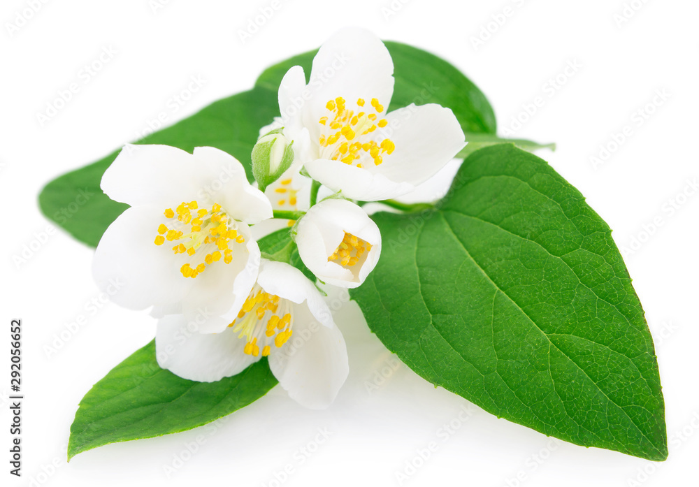 Obraz premium Fresh jasmine on white background