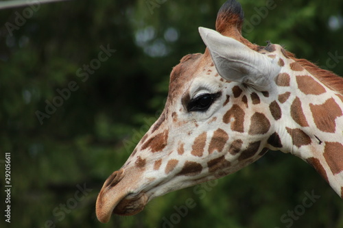 Canvas Print close up of giraffe