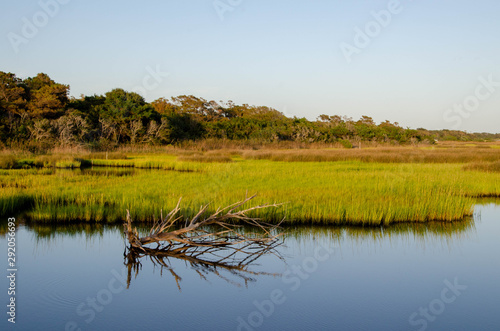 Isolated falling tree in the beach marsh at Oak Island North Carolina