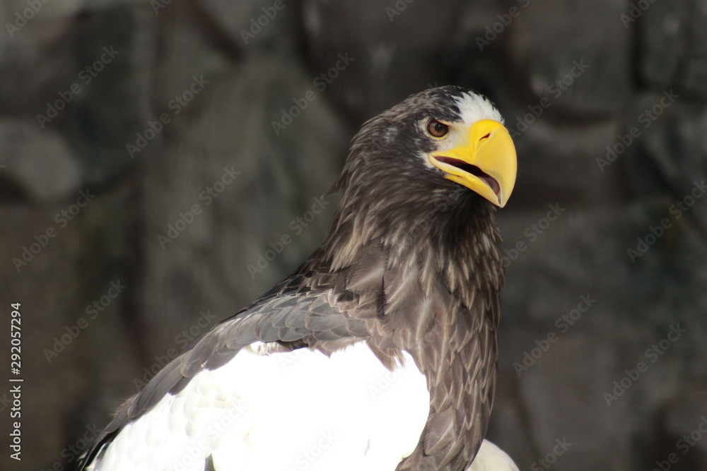 Obraz premium Hawk profile