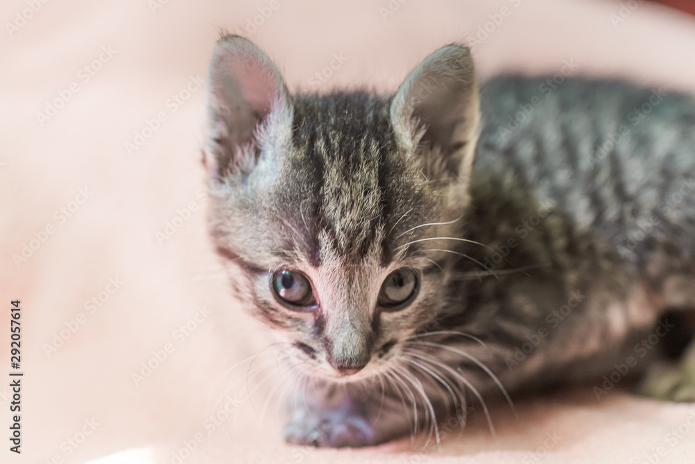 small gray striped kitten is looking into frame. kitten is 1 month old. Newborn kitten without mom. small gray striped kitten is looking into frame. kitten is 1 month old. Newborn kitten without mom.