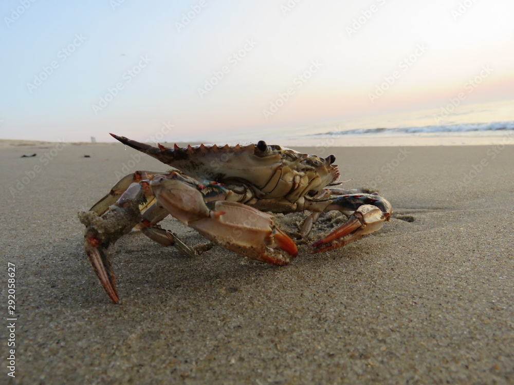 Blue Crab Stance